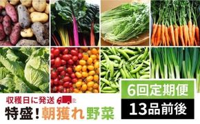 【 全6回 定期便 】【 福岡県 糸島産 】 朝採れ 野菜 セット （ 13品 前後 ） 《糸島》【オーガニックナガミツファーム】 [AGE025]