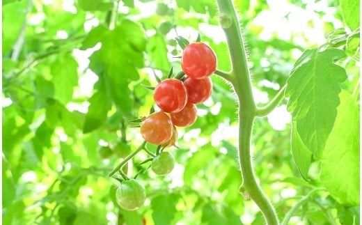 【先行受付】2027年1月～6月毎月発送 新食感!!奇跡のさくらんぼミニトマトの定期便 約500g×6回コース 野菜ソムリエサミット 金賞 受賞 長田農園 産地直送 トマト とまと 野菜 やさい フルーツ サラダ 濃厚 甘い ご褒美 プレゼント 美容 健康 リピート多数 人気 高評価 数量限定 碧南市 H004-233