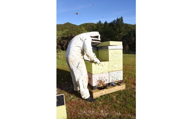 マヌカハニー はちみつ 450g×2本 NPA15+ ハチミツ 蜂蜜 藤井養蜂場 