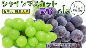 【 お中元 桐箱入り 】 シャインマスカット & 巨峰 (各１房) 【2026年7月上旬発送開始】(茨城県共通返礼品：大子町) ぶどう 葡萄 マスカット フルーツ 果物 贈答用 ギフト 贈り物