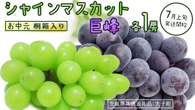 【 お中元 桐箱入り 】 シャインマスカット & 巨峰 (各１房) 【2026年7月上旬発送開始】(茨城県共通返礼品：大子町) ぶどう 葡萄 マスカット フルーツ 果物 贈答用 ギフト 贈り物