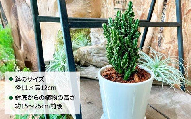 電磁波吸収サボテン 『セレウス・ペルヴィアナス(セレウスサボテン) 』 糸島市 / cocoha 観葉植物 グリーン 緑 インテリア[AWB042]