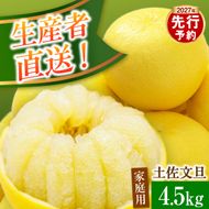 【先行予約】生産者直送 土佐文旦 約4.5kg [サイズおまかせ 2L～4L] 家庭用＜2027年1月下旬より発送＞  家庭用 文旦 柑橘 みかん フルーツ 果物 産地直送 お取り寄せ【土佐文旦産直協同組合】