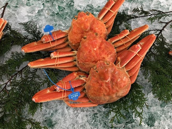 yɌLszԁEʌ ^Ot ËRY tKj 1t / 䥂 700g`800g / VN t tI YCKj 킢  Jj I {C ① CN  O Ɍ Ls ËR` AnƋg