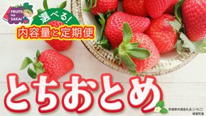 ＼選べる 内容量・発送方法／とちおとめ 約250g（15～18粒）2パック または 4パック 単品・定期便 3か月【2026年12月から発送開始】（茨城県共通返礼品 [いちご]：城里町産） 茨城県 県産 人気 厳選 果物 くだもの 旬 旬の果物 旬のフルーツ ギフト 贈答 いちご イチゴ 苺 とちおとめ