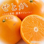 とろける食感!ジューシー柑橘 せとか 約3kg 【家庭用 訳あり】｜みかん ミカン 柑橘 果物 くだもの フルーツ せとか 甘い 先行予約 国産 産地直送 人気 美浜町