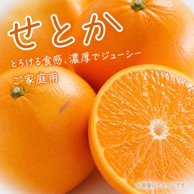 とろける食感!ジューシー柑橘 せとか 約3kg 【家庭用 訳あり】｜みかん ミカン 柑橘 果物 くだもの フルーツ せとか 甘い 先行予約 国産 産地直送 人気 美浜町