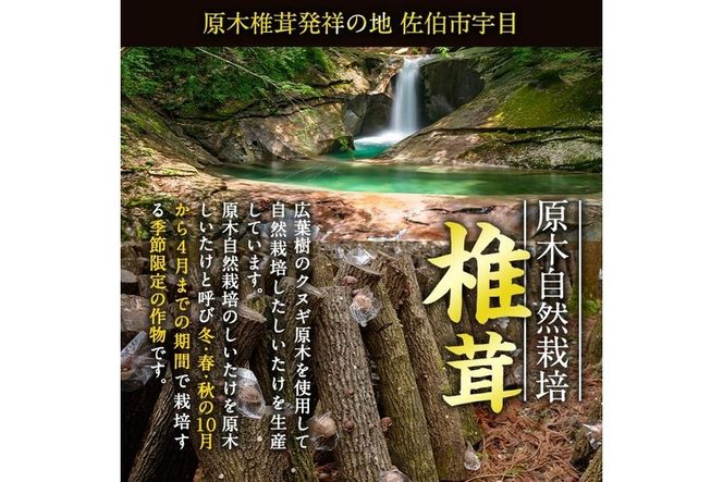 原木栽培の中玉生しいたけ（1kg）九州産 大分県産 国産 しいたけ 椎茸 生椎茸 生シイタケ 生しいたけ 生しいたけ 生シイタケ 原木しいたけ 佐伯市【FR04】【かやの椎茸屋】