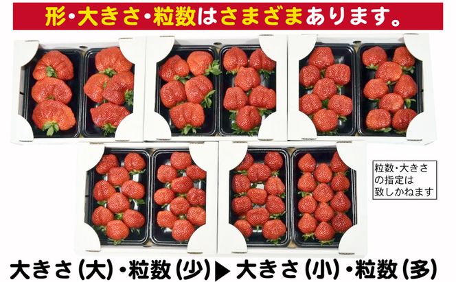 いちご あまおう G以上 約520g（260g×2パック）配送不可 北海道 東北 沖縄 離島 果物 フルーツ 旬のいちご 食後 デザート 農家直送 大粒 