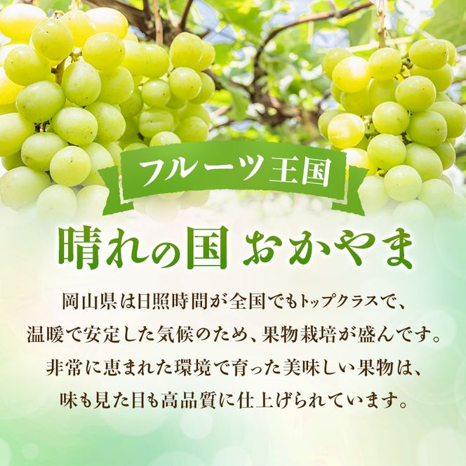 【2026年先行受付】 シャインマスカット 晴王 秀品 大房 約2kg(2～5房) 岡山県産 ぶどう 葡萄 ブドウ ギフト 御礼 プレゼント 御礼 御祝 御供 果物 くだもの フルーツ