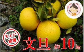 【ちょいキレ】あいなんマザーズの文旦10kg
