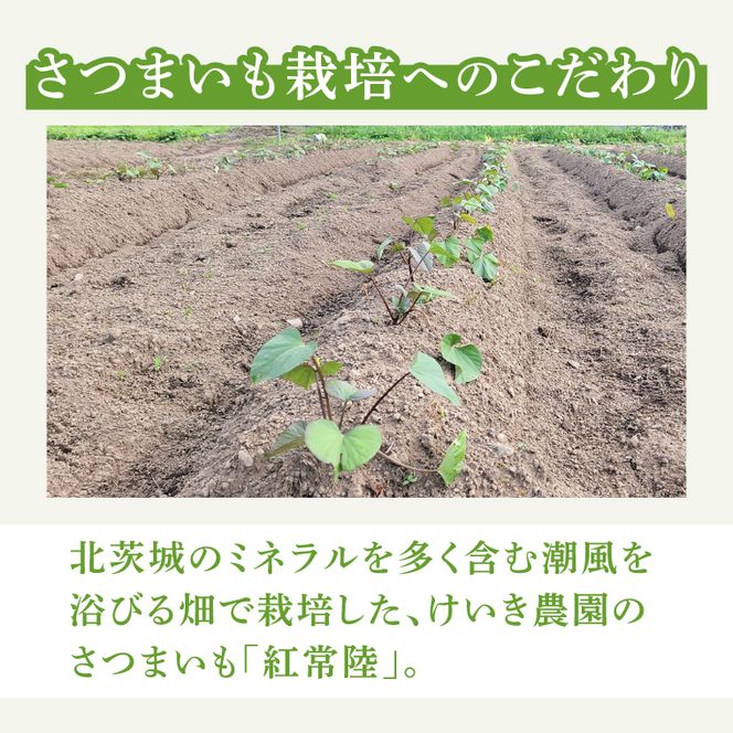 「特撰」干し芋紅常陸　丸干し 700ｇ【紅常陸 べにひたち さつまいも サツマイモ 甘い おいしい 袋詰め ギフトボックス 】(BV012)