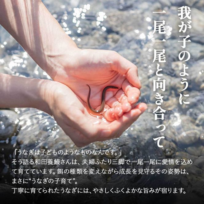 ふるさと納税限定　鹿児島県大崎町産 国産 うなぎ長蒲焼 2尾 計320g以上 | 鰻 うなぎ蒲焼き うな重 ひつまぶし ウナギ 蒲焼 人気 おすすめ 鹿児島 大隅半島 DU001　 464686_DU001