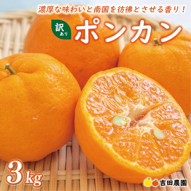 数量限定 順次発送 お試し用 訳あり ポンカン 3kg 7000円 みかん mikan 蜜柑 ミカン わけあり ぽんかん 産地直送 国産 農家直送 糖度 期間限定 特産品 ゼリー ジュース アイス 冷凍 みかん 等に 人気 限定 甘い フルーツ 果物 柑橘 ジューシー 小玉 含む 規格外 サイズ ミックス お試し 試供品 お試し品 少量 吉田農園 愛南町 愛媛県