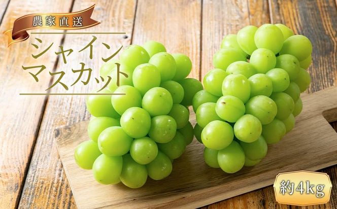 ya̎RLc쒬z_ƒ ̂ VC}XJbg 4kgm2026NEs\n AO029