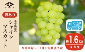 【訳あり】シャインマスカット 約1.6kg 3～5房 ［小布施屋］数量限定 期間限定 家庭用 規格外 不揃い 傷 果物 フルーツ ぶどう 葡萄 ブドウ クール便 冷蔵便 生産者応援・支援品 長野県産 信州産 令和7年産 【2025年9月中旬～11月下旬発送】 ［A-217］
