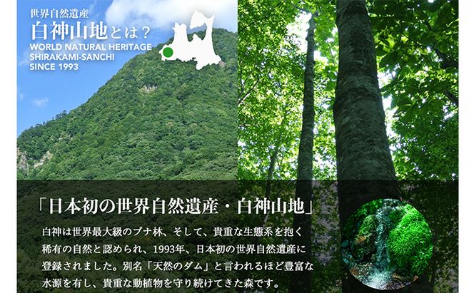 【ふるプレ限定品】地の水 500ml×24本 ナチュラルウォーター 飲料水 軟水 超軟水 非加熱 弱酸性 湧水 湧き水 水 ウォーター ペットボトル 青森県 鰺ヶ沢町 国産 飲料類 ミネラルウォーター 