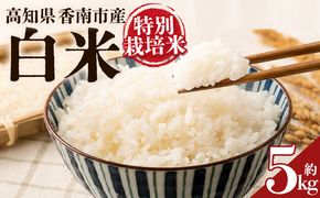 令和８年度産 白米（特別栽培米）5kg 【8月下旬以降順次配送】 お米 こめ コメ はくまい 精米 おにぎり お弁当 毎日のご飯 特別栽培米 キロ ふっくら つやつや 冷めても美味しい お取り寄せ 国産 ka-0002