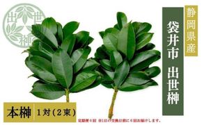 袋井市　出世榊　本榊　純国産　1対（2束）定期便6ヶ月※1日交換に間に合うように配送　榊 さかき サカキ 神棚 お供え 国内産 日持ち 大きい 艶やか 静岡県
