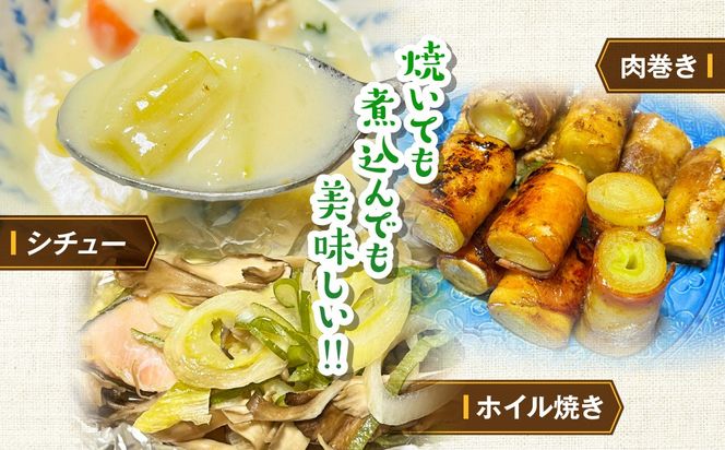 【先行予約】群馬県産 上州ネギ 泥付き6㎏ ANBQ001