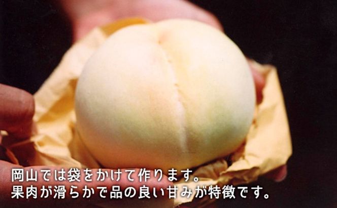 桃 ぶどう 2026年 白桃 晩生種 3玉 シャイン マスカット 1房 ニュー ピオーネ 1房 合計約1.8kg もも 葡萄 岡山県産 国産 フルーツ 果物 ギフト [№5735-1903]