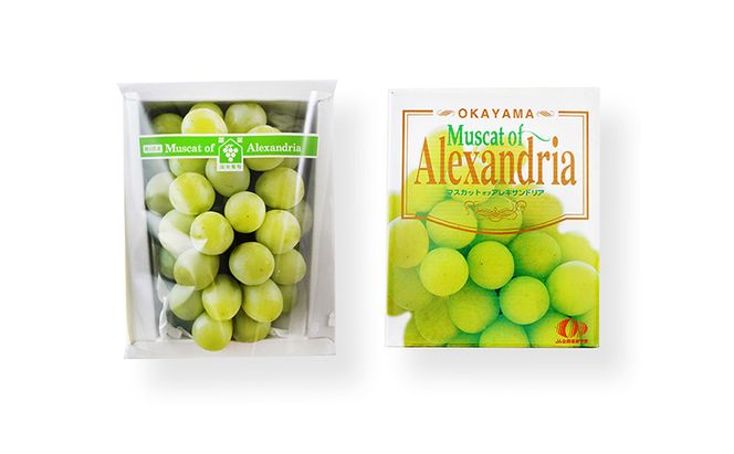 ぶどう 2026年 先行予約 マスカット・オブ・アレキサンドリア 特秀品 1房（1房700g以上）化粧箱入り 葡萄  岡山県産 国産 フルーツ ギフト 果物 食後 デザート 高級ぶどう 爽やか 