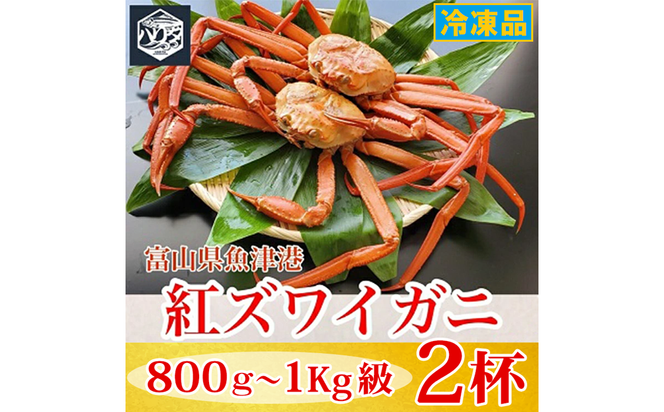 【冷凍】自社漁船直送！魚卸問屋の紅ズワイガニ 800g～1kg級×2ハイセット｜かに カニ 蟹 国産ずわい蟹 ずわいガニ 紅ズワイ蟹 紅ずわいがに 紅ずわい蟹 ボイル セットかにしゃぶ 魚貝類 魚介類 海鮮 鮮魚 新鮮 蟹飯 人気 豪華 ご褒美 贅沢 お取り寄せ グルメ カニ味噌 ※2026年9月～発送