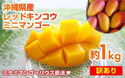 [2025年発送]ミナミマンゴーハウスの赤金煌(レッドキンコウ)ミニマンゴー約1kg [訳あり]- 訳アリ 沖縄県産 産地直送 南国フルーツ 旬の味覚 ご自宅用 オススメ 沖縄県 八重瀬町