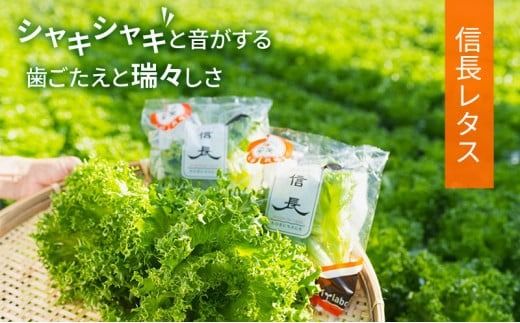 【6ヶ月定期便】美濃国やさいセット 計12袋 ｜ 野菜 野菜セット レタス フリルレタス 水耕栽培 安全 安心 衛生的 新鮮 シャキシャキ 産地直送 サラダ サンドイッチ ※離島への配送不可