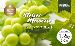 【2025年先行予約】【山梨県都留市ふるさと納税】クール便配送　山梨県産シャインマスカット1.2kg(2～3房)　HD001