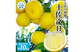 【CF-R7hbk】TKA041　先行予約 土佐の柑橘 土佐文旦 10kg 詰め合わせ 文旦 ぶんたん 10キロ 柑橘 高知県 高知 返礼品 故郷納税 23000円 果物 くだもの フルーツ お取り寄せ 美味しい おいしい ギフト プレゼント 贈答品 贈り物 お歳暮 御歳暮 熨斗 のし 常温