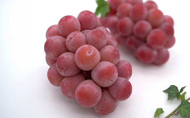 ぶどう 2026年 先行予約 シャインマスカット ＆ クイーンニーナ 各1房 約1.2kg ブドウ 葡萄 岡山県産 国産 フルーツ 果物 直送！せとうちバスケット