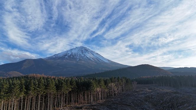 富士山の森づくり植樹代行(1本) FFA001-a