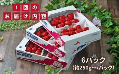 【全2回定期便】【2024年2月上旬より順次発送】糸島産【春】 あまおう 6パック 毎月計1.5kg 糸島市 / 南国フルーツ株式会社 [AIK027]