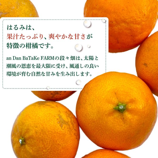 【先行予約】【家庭用】はるみ 約5kg | 柑橘 みかん 果物 フルーツ 愛媛県産 農家直送 　※離島への配送不可　※2027年1月下旬から順次発送予定 IKTAU004