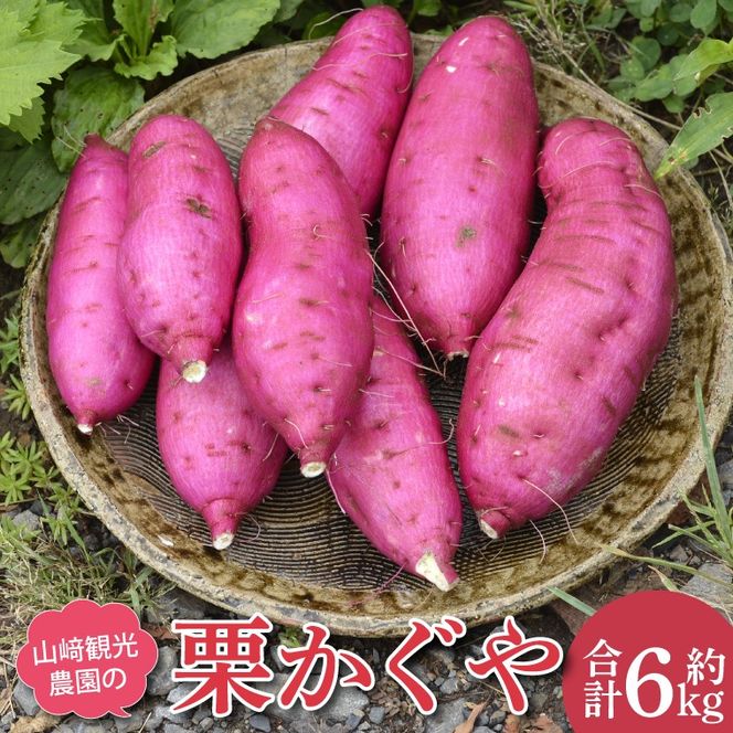 ＼栗風味のホクホク系／山﨑観光農園の栗かぐや 約6kg｜栃木県 益子町 ふるさと納税 里山 ほくほく さつまいも 栗かぐや 栗のような甘さ（AU016）
