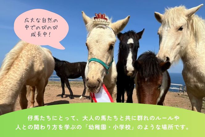 【返礼品なし】引退馬・仔馬の飼育支援 50,000円【カナディアンキャンプ乗馬クラブ】_HA2058 馬 仔馬 飼育支援 牧場 福岡県宗像市 宗像市 福岡 宗像