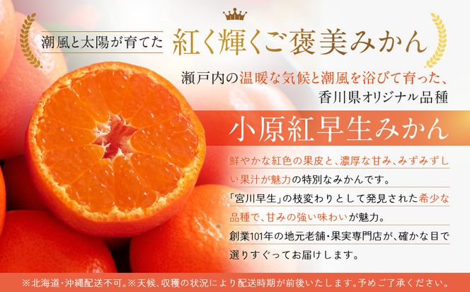 ≪ご褒美ふるーつ≫「小原紅早生みかん」約3kg【2026年12月以降お届け】 372013_MD013