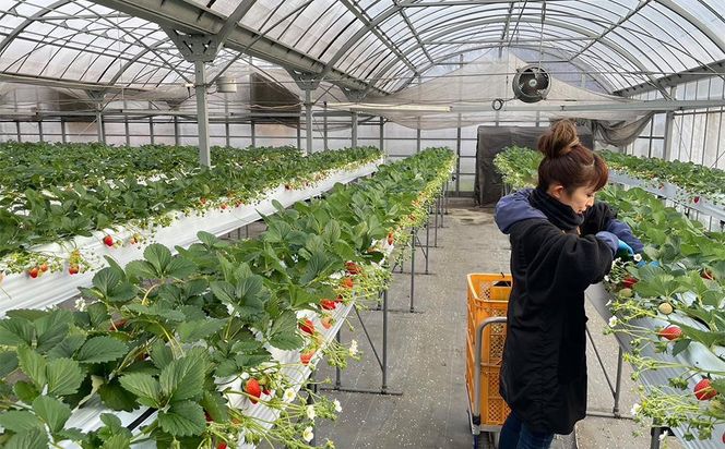 先行予約・数量限定！ 採れたて完熟いちご【かおり野・よつぼし・ベリーポップすず・恋みのり】 9粒～20粒×2箱 232238_CK01-PR