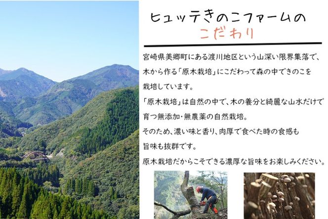 しいたけ 原木 肉厚 スライス 干し 椎茸 20g [HUTTE 宮崎県 美郷町 31ao0022] 巻き寿司 恵方巻 乾燥 シイタケ 乾燥しいたけ お節