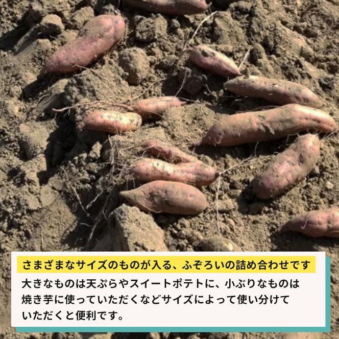 【産地直送】安納芋（淡路島産）土付き　約5kg　不揃い【栽培期間中、農薬・化学肥料不使用】さつまいも