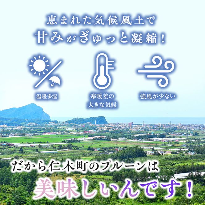 [先行受付] 9月お届け 北海道 仁木産 フレッシュ プルーン 約2kg （サイズ混合）品種 おまかせ 果物 くだもの フルーツ [峠のふもと　紅果園]