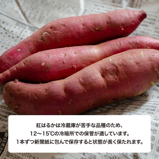 【先行予約】 にかほ市 象潟町 大須郷産「 さつまいも 2ヶ月 熟成 紅はるか 不揃い 10kg 」【 産地直送 国産 芋 おいも 定番 焼き芋 イモ 野菜 不揃い 長期熟成 秋田県 にかほ】