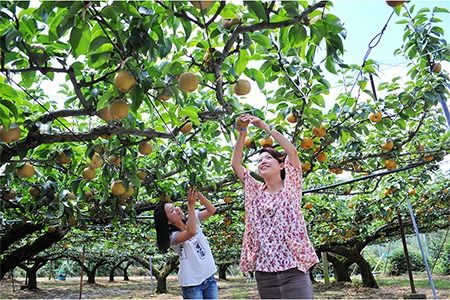 【びんご圏域連携】地元太鼓判フルーツ便(世羅なし 沼隈ぶどう 竹原キャンベル) 　3回 定期便 一般社団 世羅町観光協会 フルーツ 果物 ぶどう 《8月中旬-10月下旬頃出荷》---S-20---