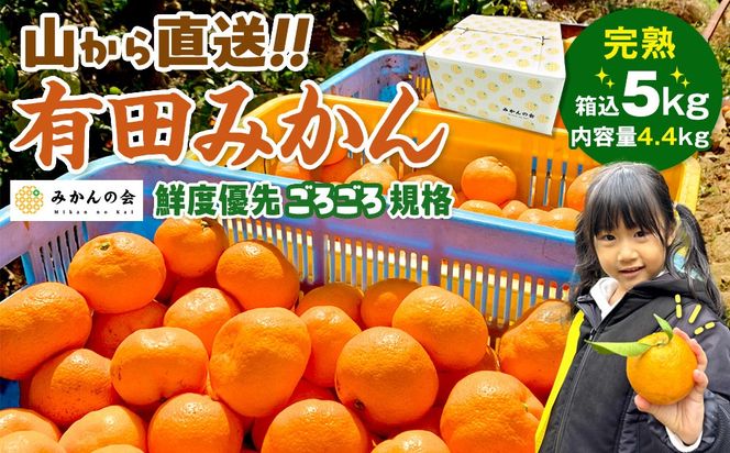 ya̎RLc쒬z݂ R璼  5kg ( eʖ 4.4kg ) NxD悲낲Ki a̎RY Yn ƒpm2025N11{2026N1{oח\nm݂̉n  AX215