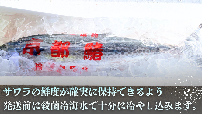 サワラ 一本釣 「特選船上活〆サワラ」 鰆 さわら 京都 宮津 海鮮 海産物 