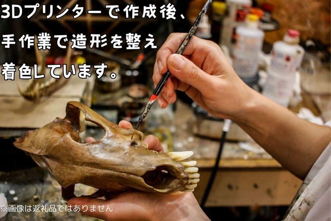 頭骨 レプリカ ヴェロキラプトル 原寸大 / 標本 コレクション プラモデル 実物大 恐竜 骨格 フィギュア インテリア 展示 模型 博物館 骨格 頭蓋骨 オブジェ 3D プリント【anf949-gns-vlc】
