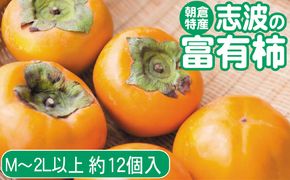 先行予約 志波の富有柿 M～2Lサイズ×約12個入 ※配送不可：離島 果物 フルーツ 秋の味覚 おやつ デザート 産地直送 ブランド 柿の王様 福岡県産 朝倉市産
