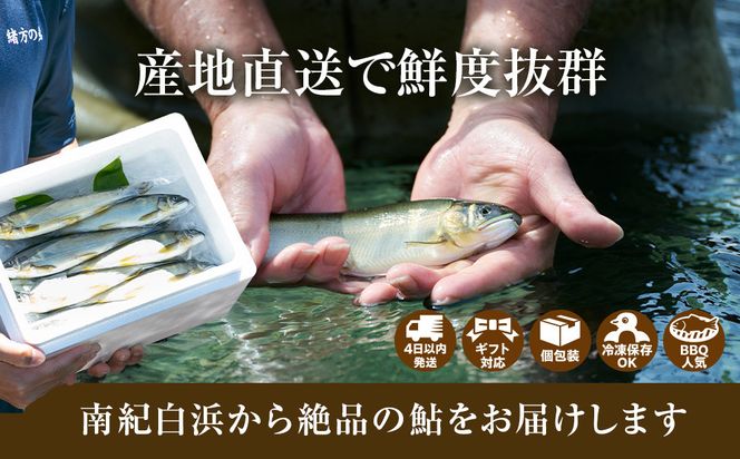 若あゆ（冷蔵配送）1kg（10尾～15尾）OGATA養殖技術研究所 南紀白浜 304018_FA01