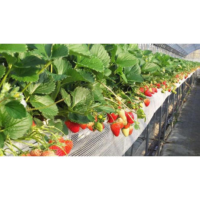 冷凍イチゴ（クラッシュタイプ）
※着日指定不可
※北海道・沖縄・離島への配送不可